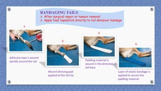 BANDAGING TAILS
 After surgical repair or tumour removal
 Apply final tape(stick directly to tail skin)over bandage
Adhesive tape is wound
spirally around the tail
Wound dressing pad
applied at the tail tip
Padding material is
wound in the direction of
tail base
Layer of elastic bandage is
applied to secure the
padding material
1.
2.
3.
4.
 