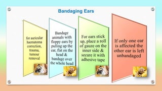 Bandaging Ears
.
 
