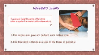 VELPEAU SLING
To prevent weight-bearing of fore limb
(after scapular fracture/shoulder dislocation)
1.The carpus and paw are padded with cotton wool
2.The forelimb is flexed as close to the trunk as possible.
 