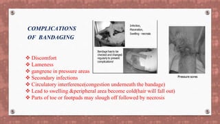  Discomfort
 Lameness
 gangrene in pressure areas
 Secondary infections
 Circulatory interference(congestion underneath the bandage)
 Lead to swelling &peripheral area become cold(hair will fall out)
 Parts of toe or footpads may slough off followed by necrosis
COMPLICATIONS
OF BANDAGING
 