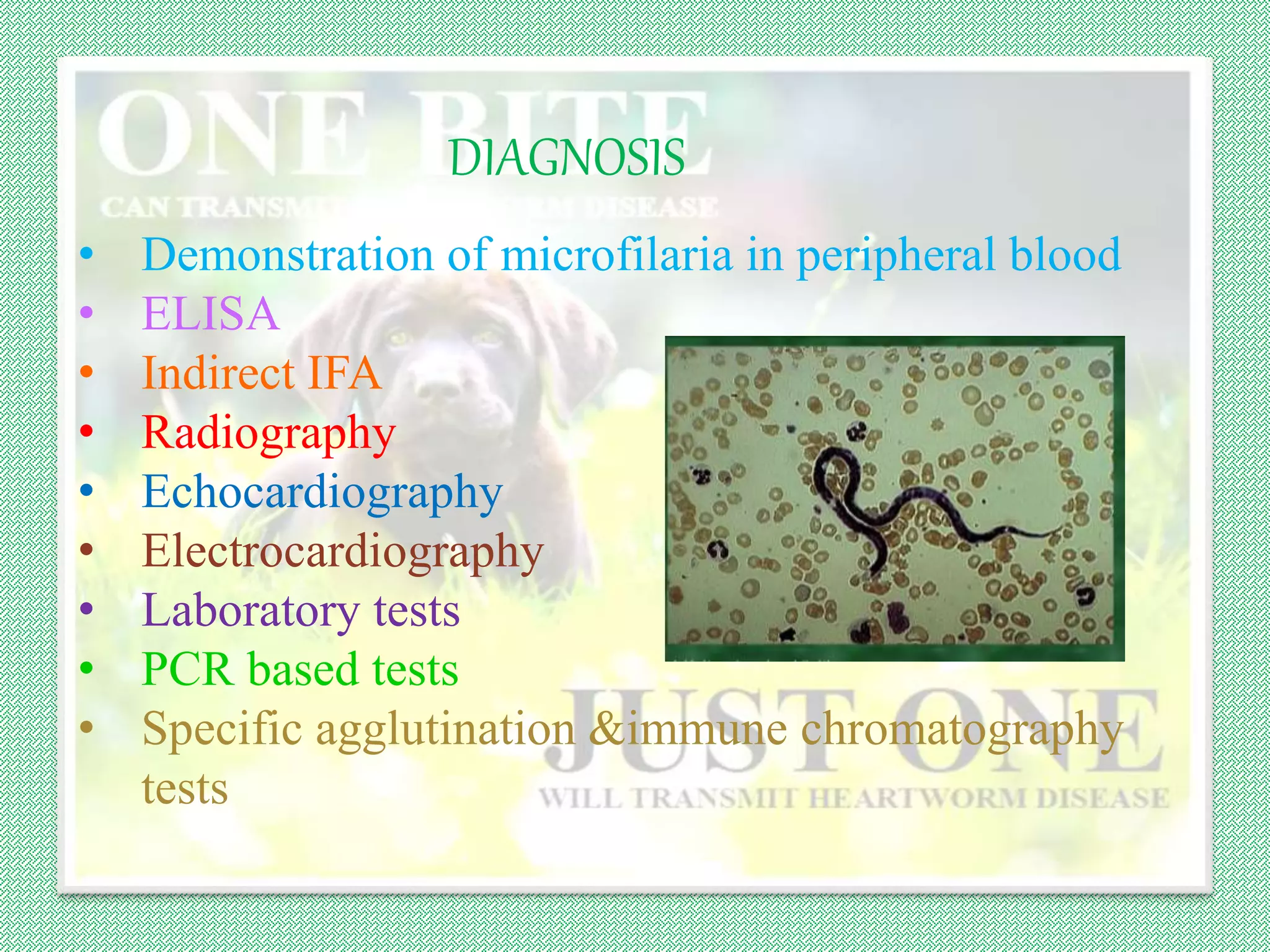 Heartworm disease is serious—and it only takes one bite from an infected  mosquito to put your pet at risk. 🦟💔 Protect your pet year-round with  reliable heartworm prevention. It's an easy step, image size:2048x1536