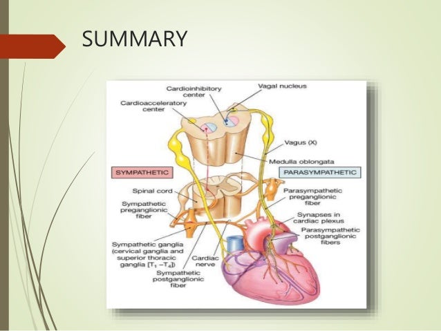 Heart Nerve Anatomy Cardiac Innervation