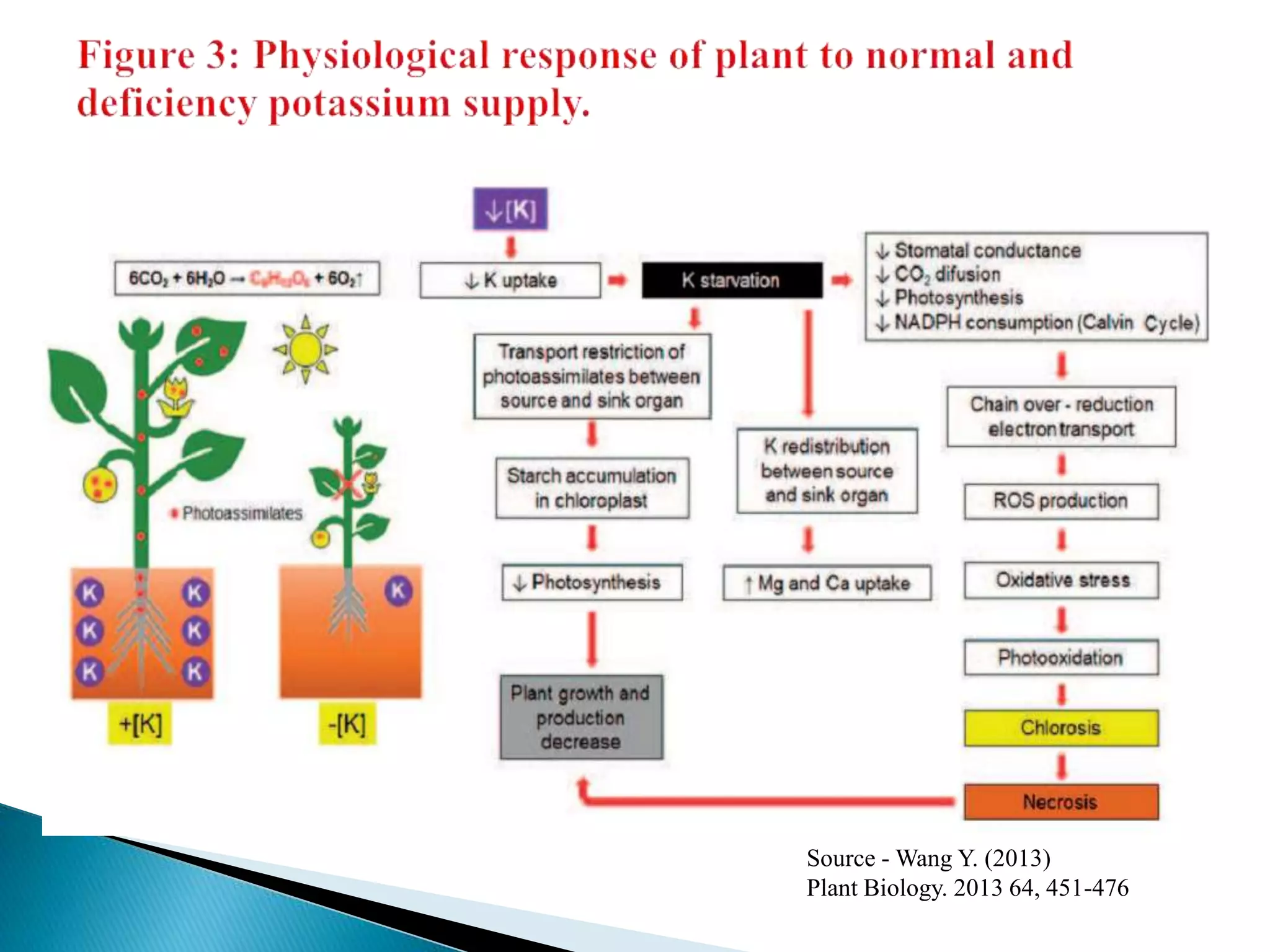 Management of potassium for stress tolerance and quality improvement of ...