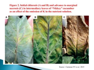 Marginal Necrosis Management of potassium for stress tolerance and quality improvement of ...