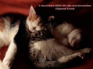 A macskákkal töltött idő soha nem haszontalan.
              (Sigmund Freud)
 