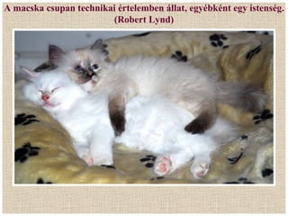 A macska csupan technikai értelemben állat, egyébként egy istenség.
                        (Robert Lynd)
 