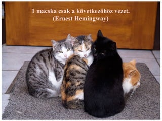 1 macska csak a következőhöz vezet.
       (Ernest Hemingway)
 