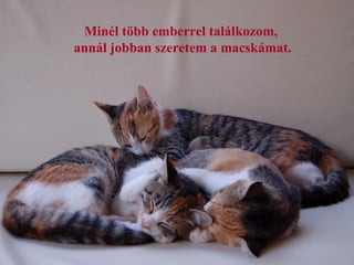 Minél több emberrel találkozom,
annál jobban szeretem a macskámat.
 