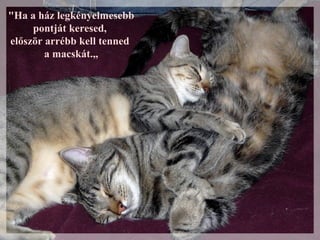 "Ha a ház legkényelmesebb
     pontját keresed,
először arrébb kell tenned
        a macskát.,,
 