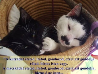 "A kutyádat eteted, itatod, gondozod, ezért azt gondolja
               rólad, biztos isten vagy.
A macskádat eteted, itatod, gondozod, ezért azt gondolja,
 
