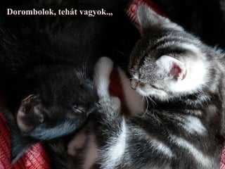 Dorombolok, tehát vagyok.,,
 