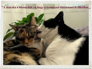 "A macska a bizonyíték rá,hogy a természet tökéleteset is alkothat.,,
 