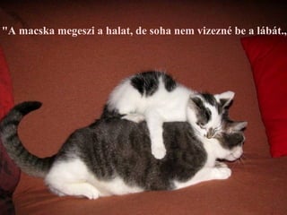 "A macska megeszi a halat, de soha nem vizezné be a lábát.,,
 