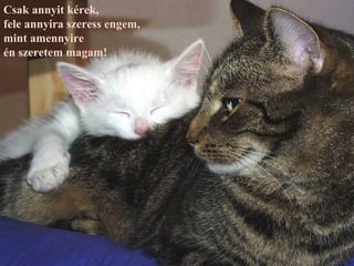 Csak annyit kérek,
fele annyira szeress engem,
mint amennyire
én szeretem magam!
 