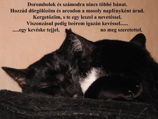 Dorombolok és számodra nincs többé bánat.
Hozzád dörgölőzöm és arcodon a mosoly napfényként árad.
            Kergetőzöm, s te egy leszel a nevetéssel.
         Viszonzásul pedig beérem igazán kevéssel......
 .....egy kevéske tejjel,                  no meg szeretettel.
 