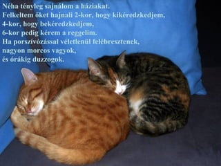 Néha tényleg sajnálom a háziakat.
Felkeltem őket hajnali 2-kor, hogy kikéredzkedjem,
4-kor, hogy bekéredzkedjem,
6-kor pedig kérem a reggelim.
Ha porszívózással véletlenül felébresztenek,
nagyon morcos vagyok,
és órákig duzzogok.
 