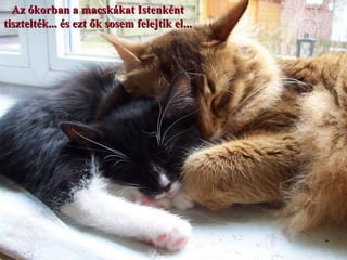 Az ókorban a macskákat Istenként
tisztelték... és ezt ők sosem felejtik el...
 
