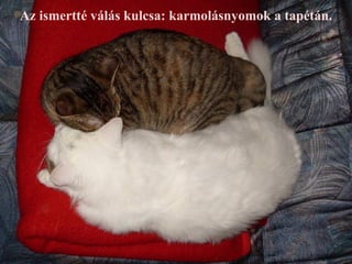 Az ismertté válás kulcsa: karmolásnyomok a tapétán.
 