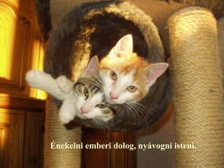 Énekelni emberi dolog, nyávogni isteni.
 