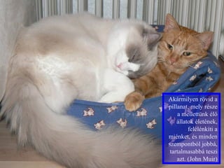 Akármilyen rövid a
pillanat, mely része
    a mellettünk élő
    állatok életének,
         felélénkíti a
miénket, és minden
szempontból jobbá,
 tartalmasabbá teszi
    azt. (John Muir)
 