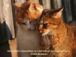 Aki gyűlöli a macskákat, az a következő életében egér lesz.
                     (Faith Resnick)
 