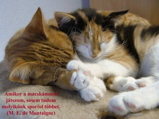 Amikor a macskámmal
 játszom, sosem tudom
melyikünk sportol többet.
  (M. E. de Montaigne)
 