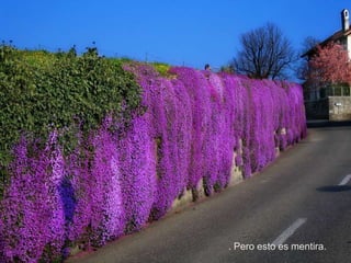 . Pero esto es mentira.
 