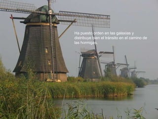 Ha puesto orden en las galaxias y
distribuye bien el tránsito en el camino de
las hormigas.
 