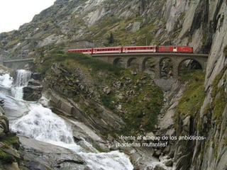 . -frente al ataque de los anbióticos- 
¡bacterias mutantes! 
 