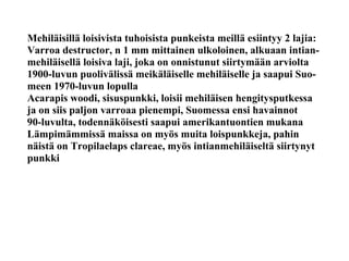 Mehiläisillä loisivista tuhoisista punkeista meillä esiintyy 2 lajia:
Varroa destructor, n 1 mm mittainen ulkoloinen, alkuaan intian-
mehiläisellä loisiva laji, joka on onnistunut siirtymään arviolta
1900-luvun puolivälissä meikäläiselle mehiläiselle ja saapui Suo-
meen 1970-luvun lopulla
Acarapis woodi, sisuspunkki, loisii mehiläisen hengitysputkessa
ja on siis paljon varroaa pienempi, Suomessa ensi havainnot
90-luvulta, todennäköisesti saapui amerikantuontien mukana
Lämpimämmissä maissa on myös muita loispunkkeja, pahin
näistä on Tropilaelaps clareae, myös intianmehiläiseltä siirtynyt
punkki
 