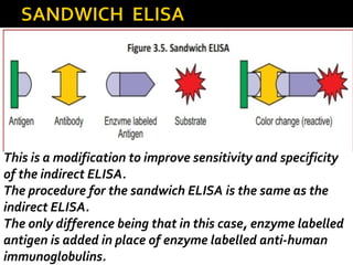 This is a modification to improve sensitivity and specificity
of the indirect ELISA.
The procedure for the sandwich ELISA is the same as the
indirect ELISA.
The only difference being that in this case, enzyme labelled
antigen is added in place of enzyme labelled anti-human
immunoglobulins.
 