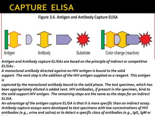 Antigen and Antibody capture ELISAs are based on the principle of indirect or competitive
ELISAs .
A monoclonal antibody directed against an HIV antigen is bound to the solid
support. The next step is the addition of the HIV antigen supplied as a reagent. This antigen
is
captured by the monoclonal antibody bound to the solid phase. The test specimen, which has
been appropriately diluted is added next. HIV antibodies, if present in the specimen, bind to
the solid support HIV antigen. The remaining steps are the same as the steps for an indirect
ELISA.
An advantage of the antigen capture ELISA is that it is more specific than an indirect assay.
Antibody capture assays were developed to test specimens with low concentrations of HIV
antibodies (e.g., urine and saliva) or to detect a specific class of antibodies (e.g., lgG, lgM or
 