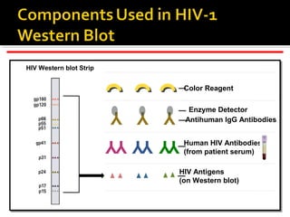 Human HIV Antibodies
(from patient serum)
Y YY Y
HIV Western blot Strip
YY
HIV Antigens
(on Western blot)
YY Y
Antihuman IgG Antibodies
Enzyme Detector
Color Reagent
 