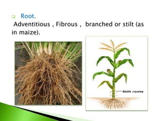  Root.
Adventitious , Fibrous , branched or stilt (as
in maize).
 