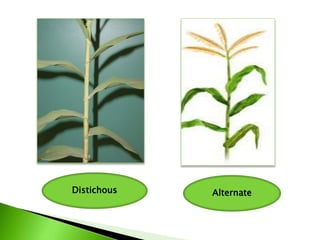 Distichous Alternate
 