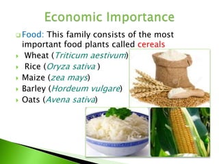  Food: This family consists of the most
important food plants called cereals
 Wheat (Triticum aestivum)
 Rice (Oryza sativa )
 Maize (zea mays)
 Barley (Hordeum vulgare)
 Oats (Avena sativa)
 