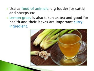 Use as food of animals, e.g fodder for cattle
and sheeps etc
 Lemon grass is also taken as tea and good for
health and their leaves are important curry
ingredient.
 