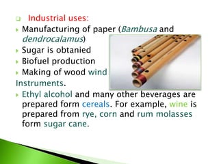  Industrial uses:
 Manufacturing of paper (Bambusa and
dendrocalamus)
 Sugar is obtanied
 Biofuel production
 Making of wood wind
Instruments.
 Ethyl alcohol and many other beverages are
prepared form cereals. For example, wine is
prepared from rye, corn and rum molasses
form sugar cane.
 