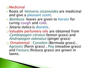  Medicinal
 Roots of Vetiveria zizanioides are medicinal
and give a pleasant scent.
 Bambusa leaves are given to horses for
curing cough and cold.
 Setaria italica is diuretic.
 Valuable perfumery oils are obtained from
Cymbopogon citratus (lemon grass) and
Andropogon odonatus (ginger grass)
 Ornamental : Cynodon (Bermuda grass) ,
Agrostis (florin grass) , Poa (meadow grass)
and Festuca (festuca grass) are grown in
lawns.
 