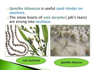  Spinifex littorecus is useful sand-binder on
seashore.
 The stone bracts of coix lacryma ( job’s tears)
are strung into necklace.
Spinifex littorcus
coix lachryma
 