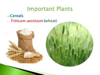  Cereals
o Triticum aestivum (wheat)
 