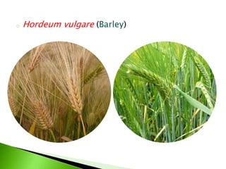 o Hordeum vulgare (Barley)
 