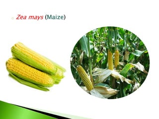 o Zea mays (Maize)
 