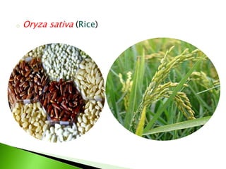 o Oryza sativa (Rice)
 