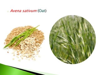 o Avena sativum (Oat)
 