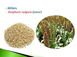  Millets
o Sorghum vulgare (Jawar)
 
