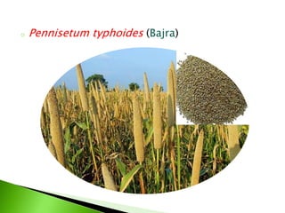 o Pennisetum typhoides (Bajra)
 