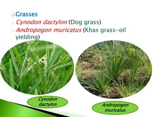  Grasses
o Cynodon dactylon (Dog grass)
o Andropogon muricatus (Khas grass-oil
yielding)
Andropogon
muricatus
Cynodon
dactylon
 