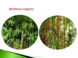 o Bambusa vulgans
 