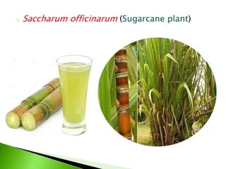 o Saccharum officinarum (Sugarcane plant)
 